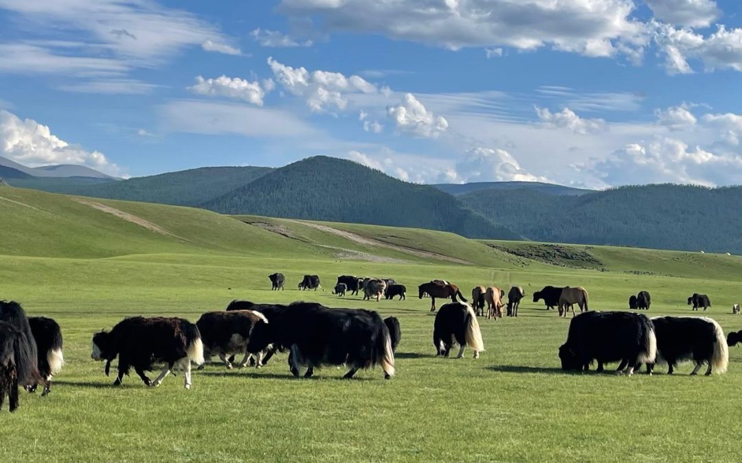 Rendez-vous en terre mongole –